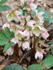 Helleborus Ivory Prince