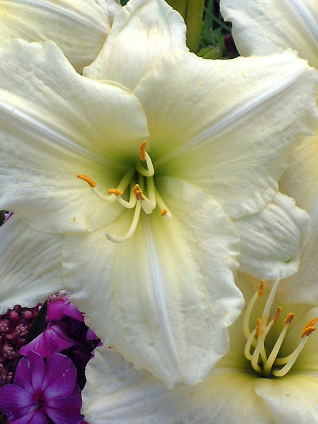 Hemerocallis Joan-Senior