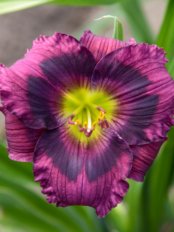 Hemerocallis Kansas Kitten