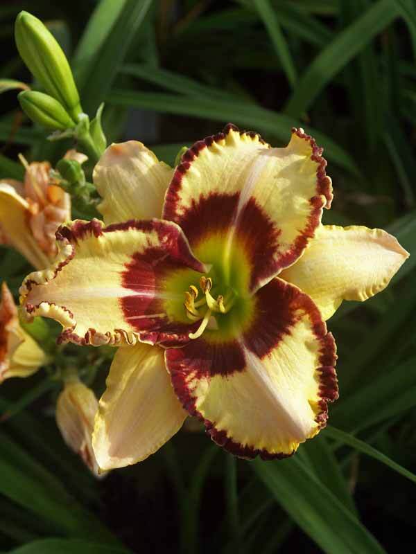 Hemerocallis Lady Betty Fretz