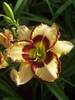 Hemerocallis Lady Betty Fretz