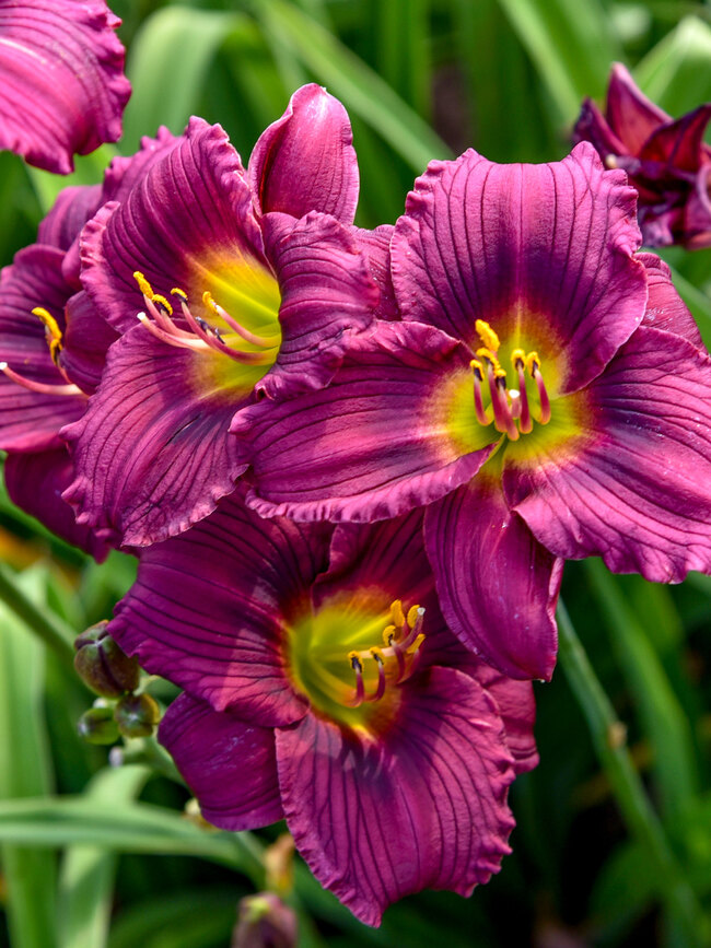 Hemerocallis Little Grapette