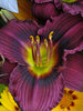 Hemerocallis Little Grapette