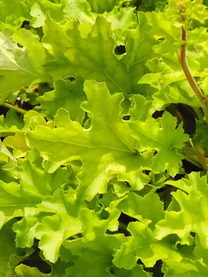 Link to Heuchera Lime Marmalade