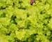 Heuchera Lime Marmalade