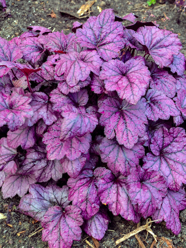 Heuchera Electric Plum | Bluestone Perennials