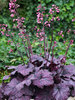 Heuchera Electric Plum