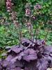 Heuchera Electric Plum