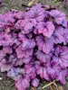 Heuchera Electric Plum