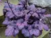 Heuchera Electric Plum