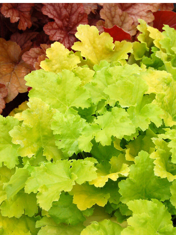 Heuchera Lime-Rickey