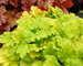 Heuchera Lime-Rickey