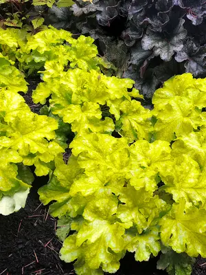 Link to Heuchera Lemon Supreme