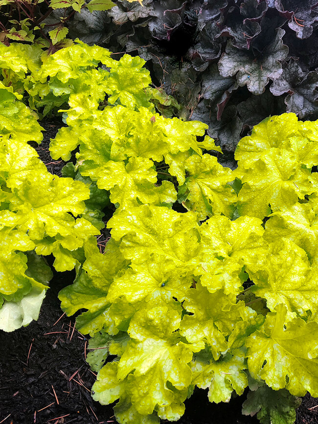 Heuchera Lemon Supreme