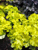 Heuchera Lemon Supreme