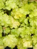 Heuchera Lemon Supreme