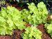 Heuchera Lemon Supreme