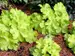 Heuchera Lemon Supreme
