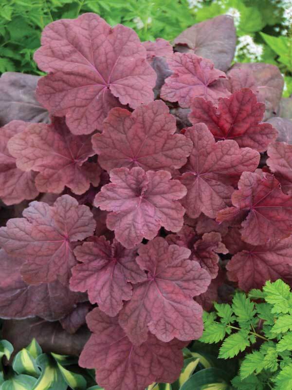 Heuchera Lava Lamp