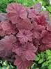Heuchera Lava Lamp