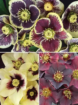Link to Helleborus Collection