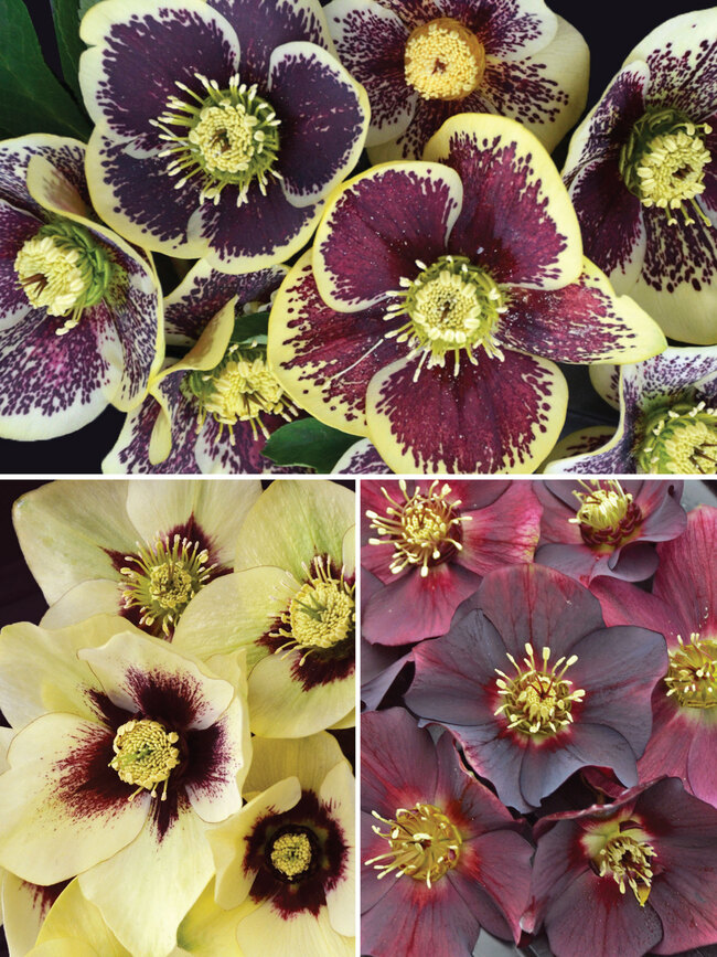 Helleborus Collection