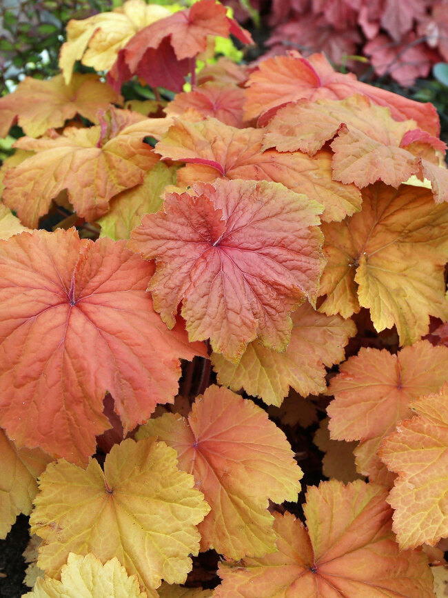 Heuchera Mega Carnival