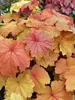 Heuchera Mega Carnival