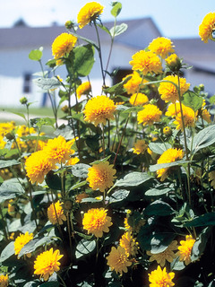Helianthus