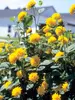 Helianthus Flore-Pleno