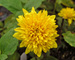 Helianthus Flore-Pleno