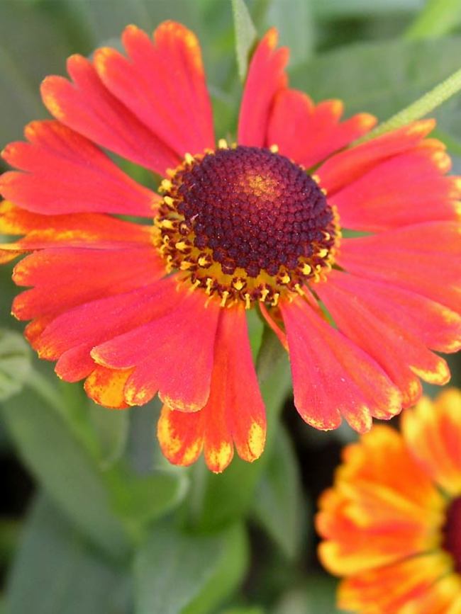 helenium mardi gras for sale