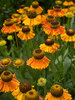 Helenium Mardi-Gras