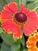 Helenium Mardi-Gras