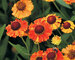 Helenium Mardi-Gras