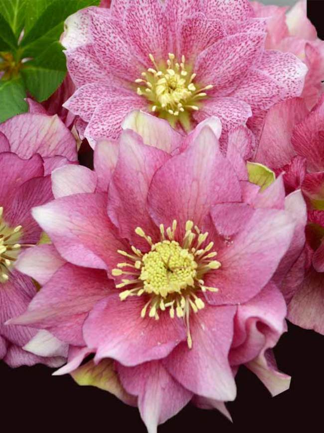 Helleborus Maid of Honor