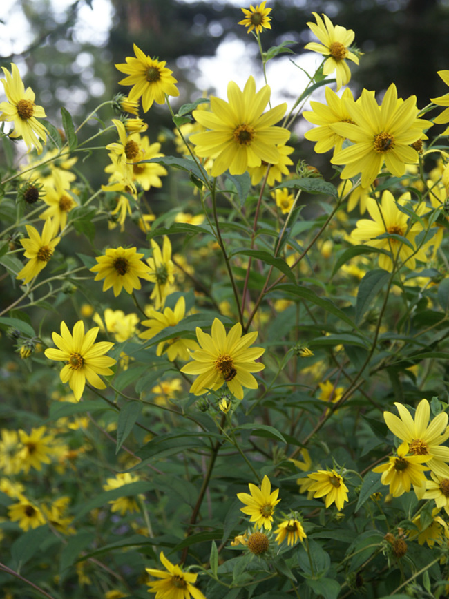 Helianthus Microcephalus