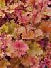 Heuchera Marmalade