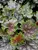 Heuchera Marvelous Marble
