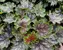 Heuchera Marvelous-Marble