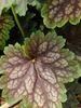 Heuchera Marvelous Marble