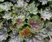Heuchera Marvelous Marble