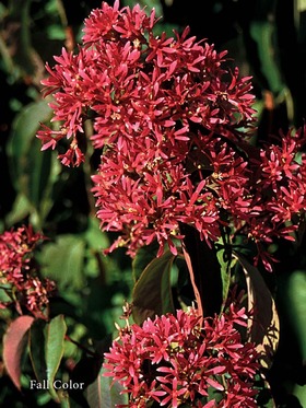 Buds each with seven white stars