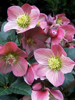 Helleborus