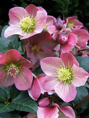 Link to Helleborus Merlin