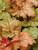 Heuchera Midas Touch