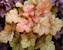 Heuchera Midas Touch