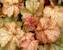 Heuchera Midas Touch