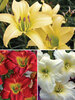 Hemerocallis Classic Collection