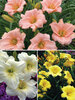 Hemerocallis Soft Colors Collection